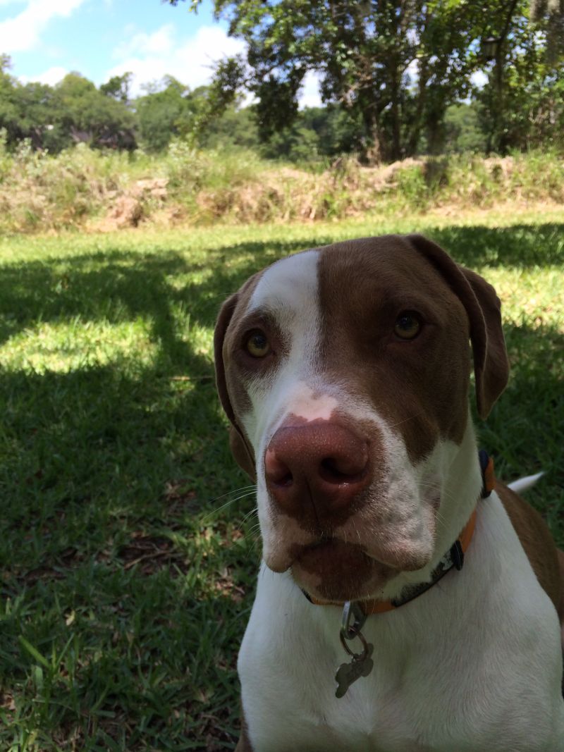 Art Director, Melinda Smith-Monk&#039;s dog Hank