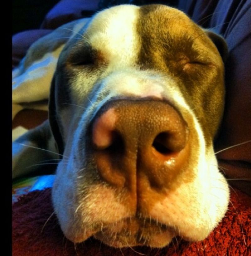 Art Director, Melinda Smith-Monk&#039;s dog Hank