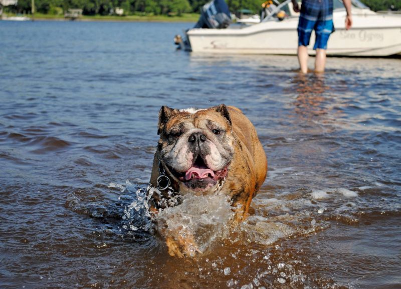 Roxy, English Bulldog