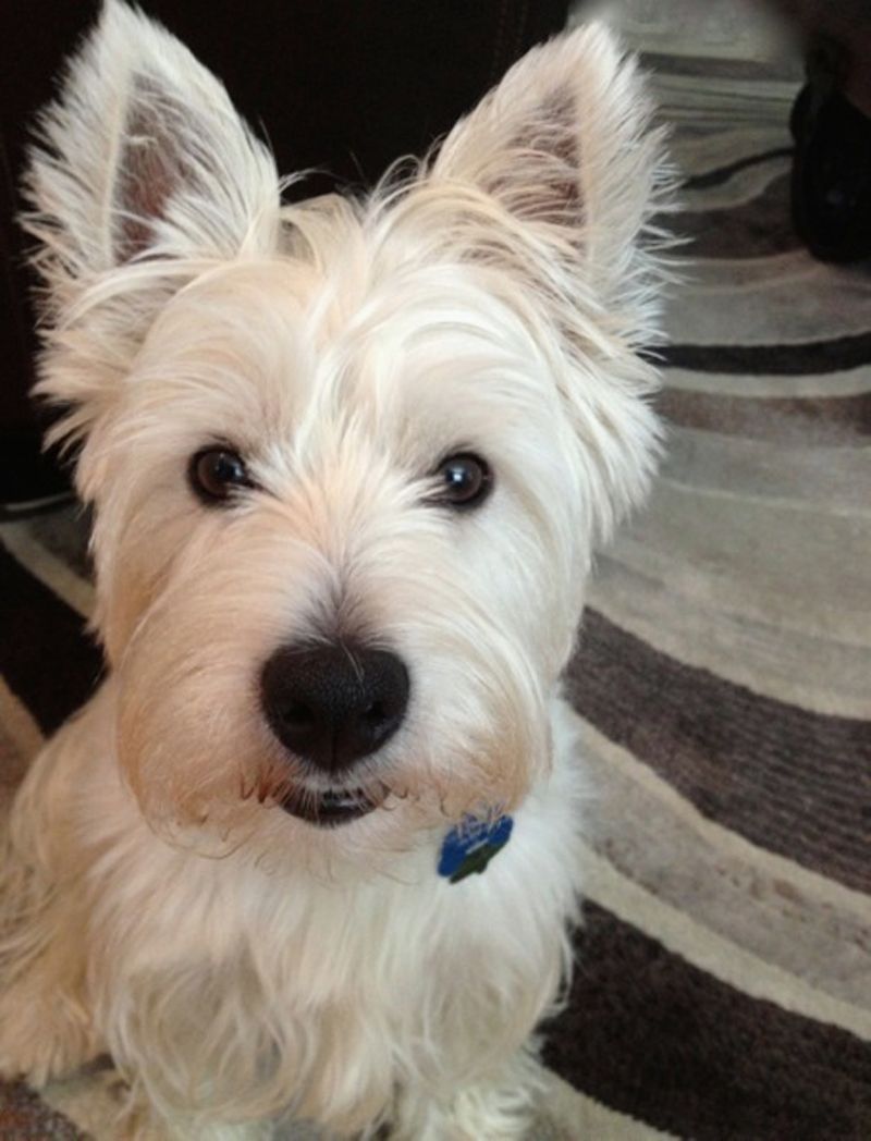 Rutledge, West Highland Terrier