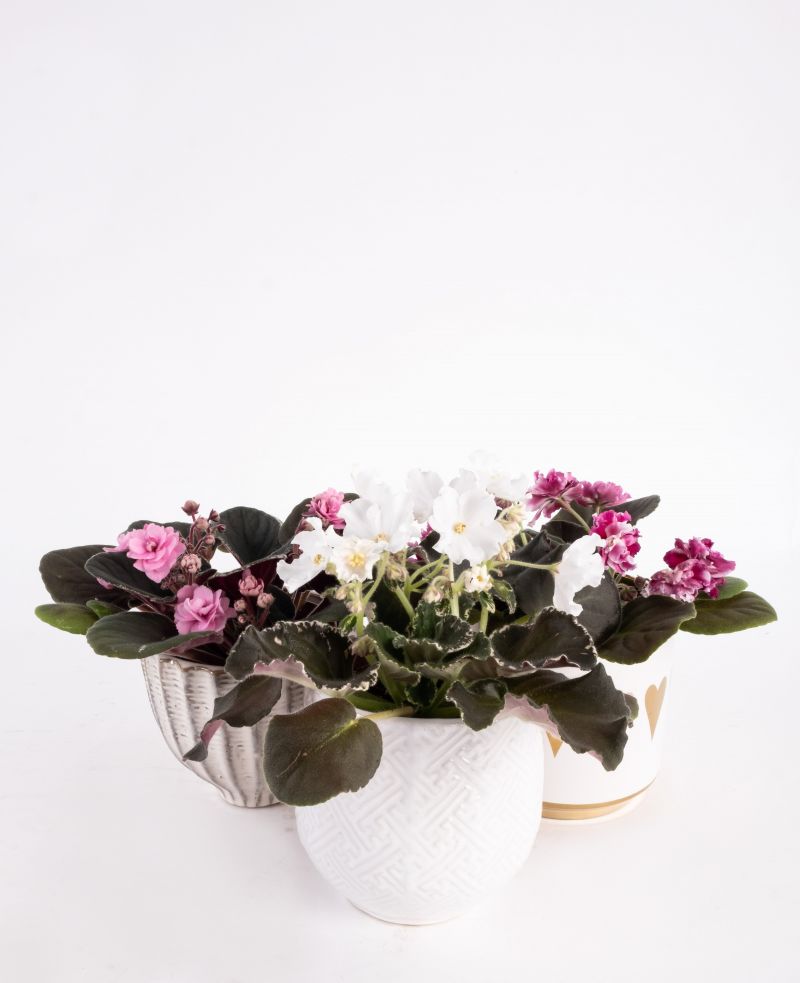 Assorted African Violet ceramic containers, $16-$21 at Abide-A-While