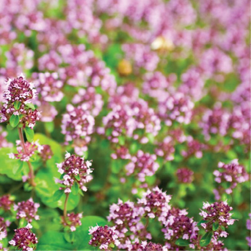 Marjoram (Origanum majorana)