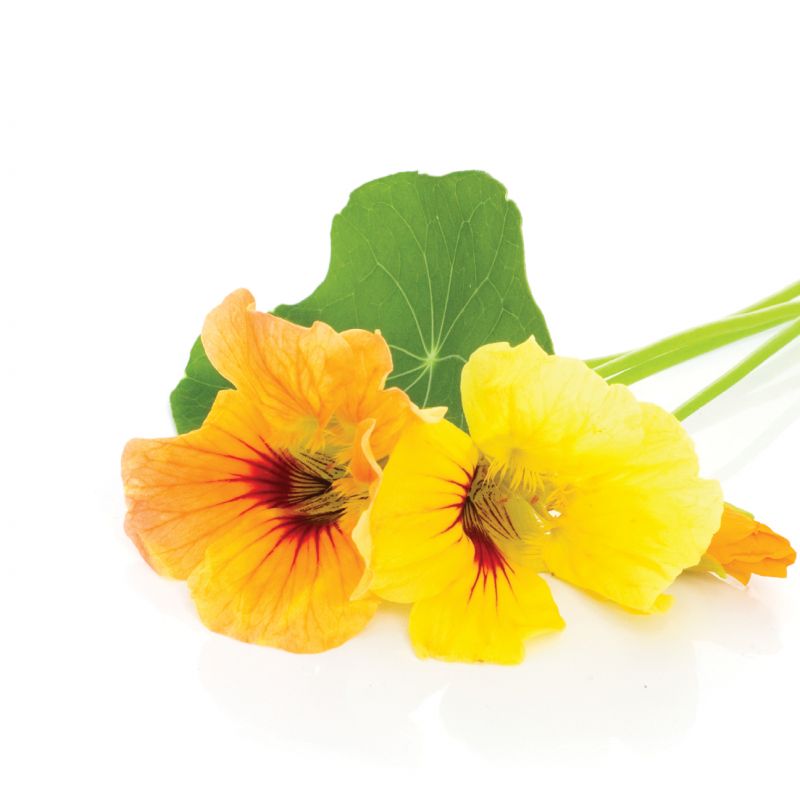 Nasturtium (Tropaeolum majus)