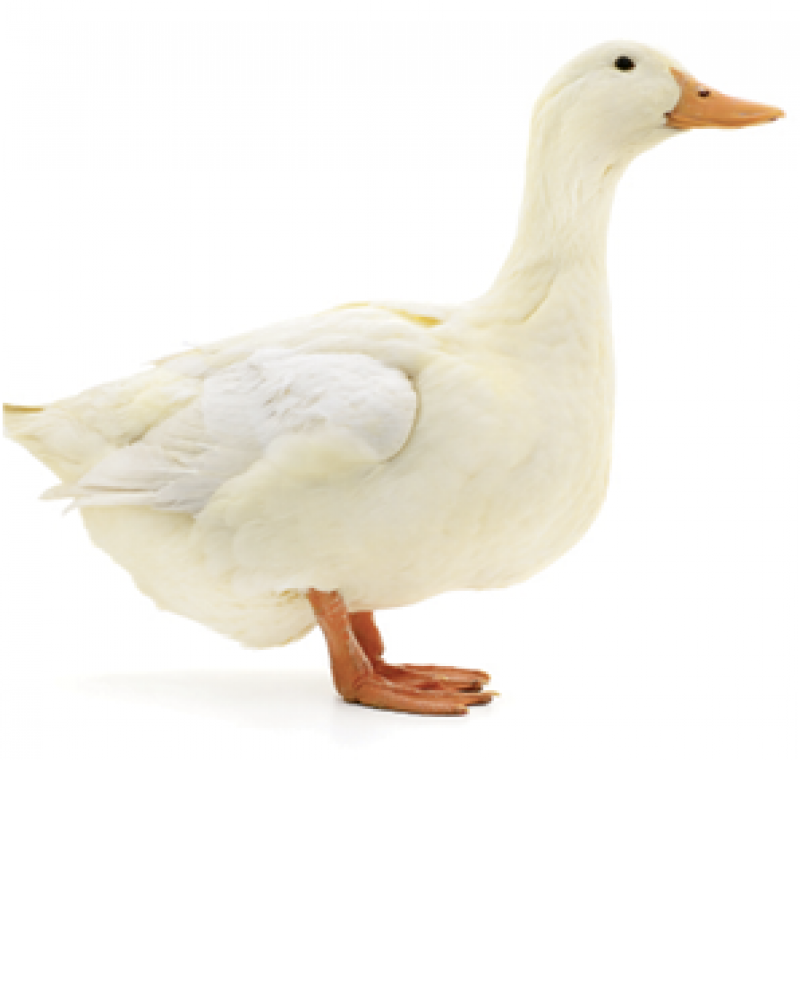 Sunday Funday:  “Everything is centered around a seven-year-old. We like to watch the ducks at Hampton Park.”