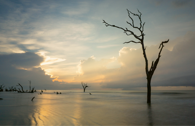 The remote barrier island, Bulls Island, once a hunting preserve of New York banker and broker Gayer Dominick in the 1930s, is now part of the 62,000-acre pristine wilderness known as the Cape Romain National Wildlife Preserve. Under the auspices of the U.S. Fish and Wildlife Department, the island is accessible for day use only by boat. Coastal Expeditions’ Bulls Island Ferry makes regular runs from its Awendaw dock. <a href="https://www.fws.gov/">https://www.fws.gov/</a> &amp; <a href="http://www.bullsislandferry.com/">http://www.bullsislandferry.com/</a>