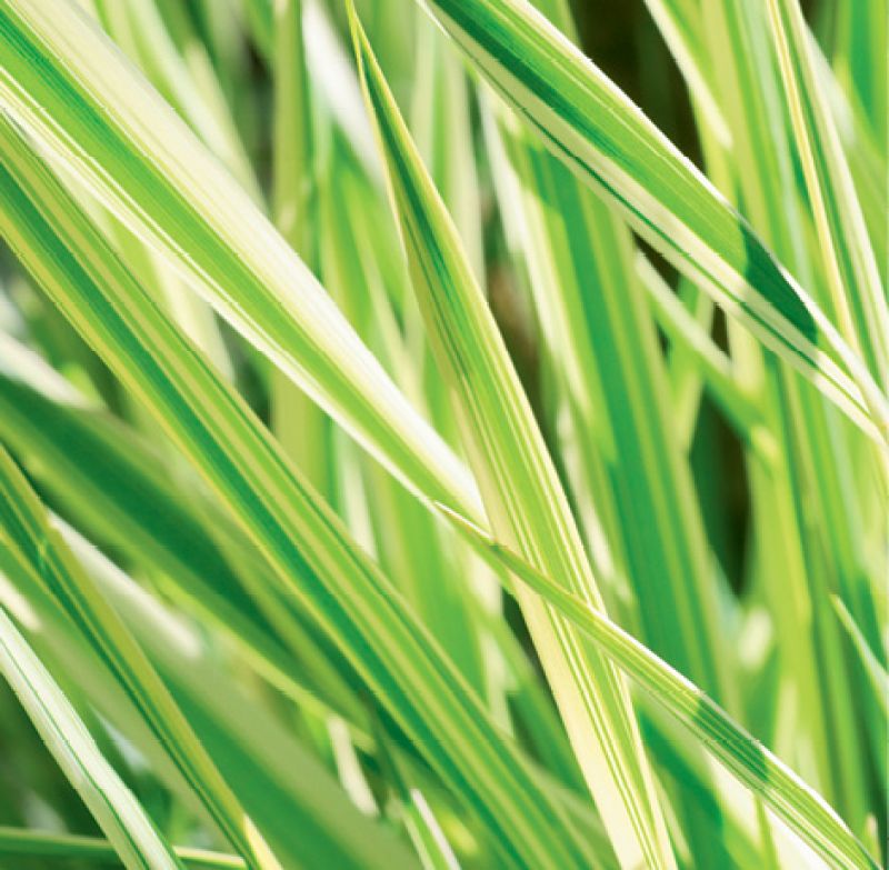 &#039;Eversheen&#039; carex