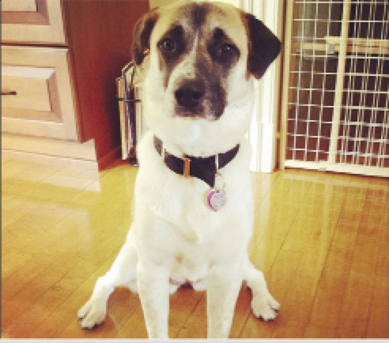 Contributing Graphic Designer, Julia Frazier&#039;s dog Callie
