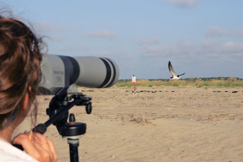 In the Wild: The Cape Romain National Wildlife Refuge, which includes Bulls, Cape, and Lighthouse islands, plays host to myriad species, including (clockwise from opposite top) black skimmers; migratory shorebirds such as red knots; loggerhead turtles (here a nest being moved to higher ground and protected by the US Fish &amp; Wildlife Service); and alligators