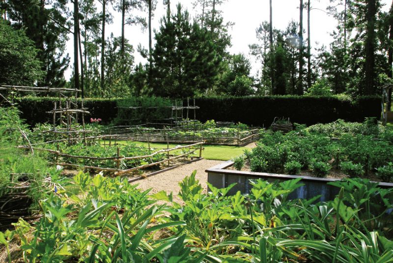 veg gardwn_opt_0.jpeg