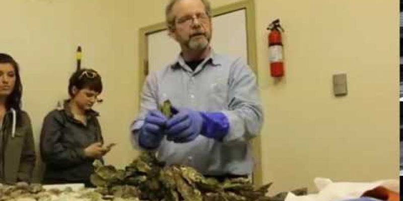 Embedded thumbnail for VIDEO: Learn how Clammer Dave grades his oysters