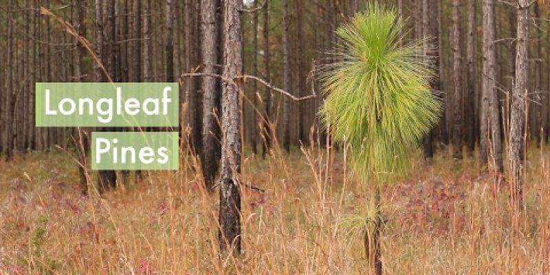 Embedded thumbnail for VIDEO: Longleaf Pine