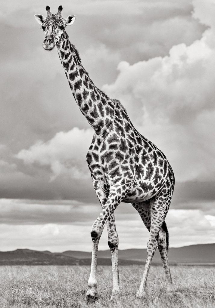<em><strong>Out of Africa: </strong>For his “Exceptional Creatures” series, Doggett documented the majestic beasts of the African plains as well as endangered wild species on other continents. The connection he felt to wildlife and adventure on a college graduation trip to Africa inspired his later career shift. </em>