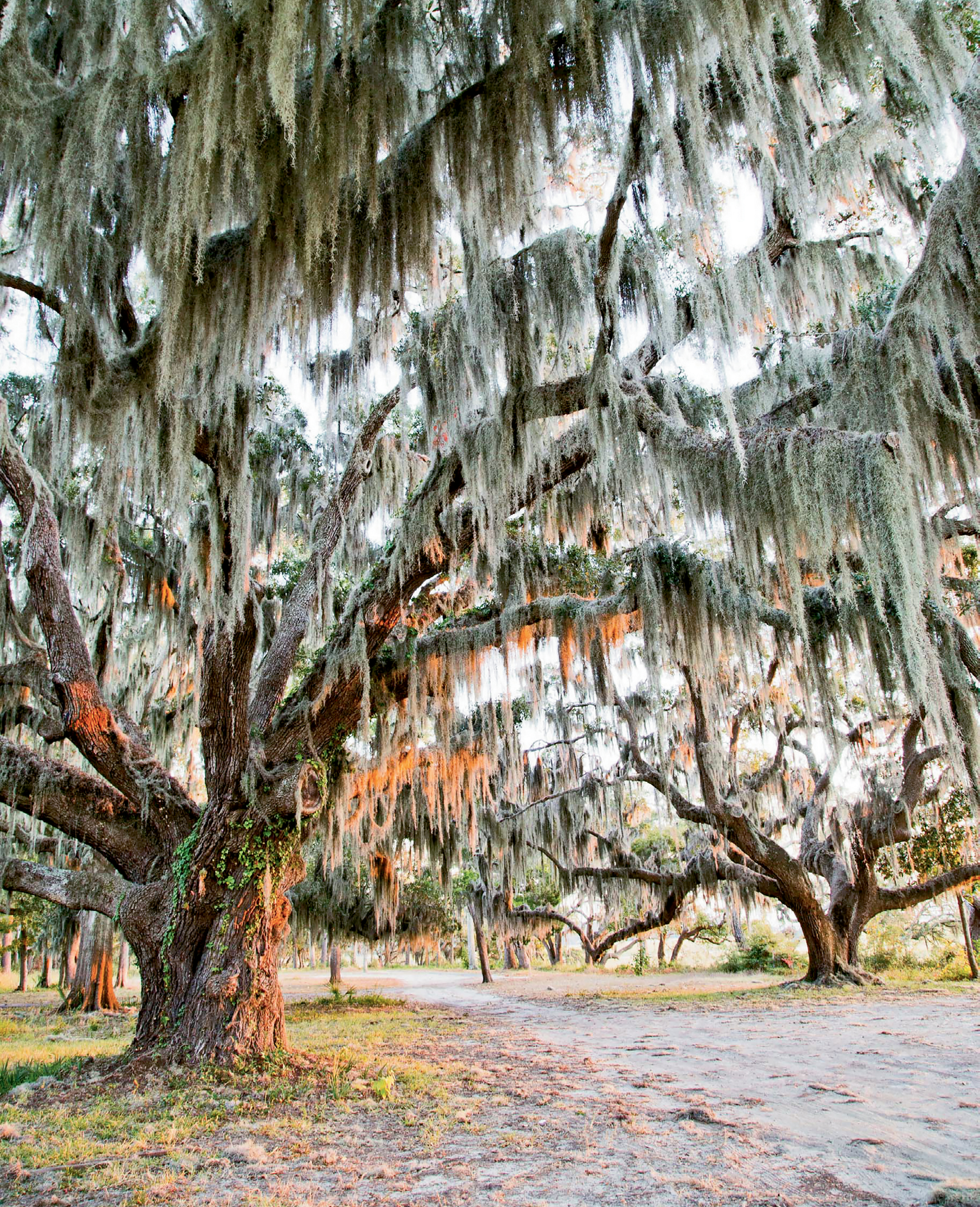 By the 1500s, Spain and France were staking claims along the Port Royal Sound, including the Spanish settlement of Santa Elena on present-day Parris Island. High bluffs and live oak trees are part of the scenery.