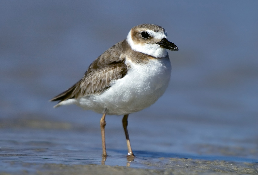 Wilson’s Plover (Charadrius wilsonia) - These birds might feign a broken wing to lure predators away from their chicks. Learn more at <a href="http://www.dnr.sc.gov/wildlife/species/coastalbirds/">http://www.dnr.sc.gov/wildlife/species/coastalbirds/</a>.