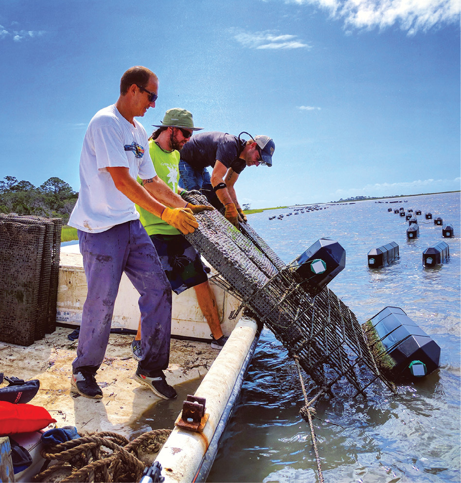 The young team at Barrier Island Oyster Co. hoists floating cages to harvest pearly white Sea Cloud singles. The name refers to a nearby historic plantation as well as the pristine color of its shell.